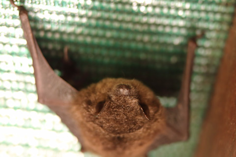 Large-footed Myotis Bat (Myotis macropus)